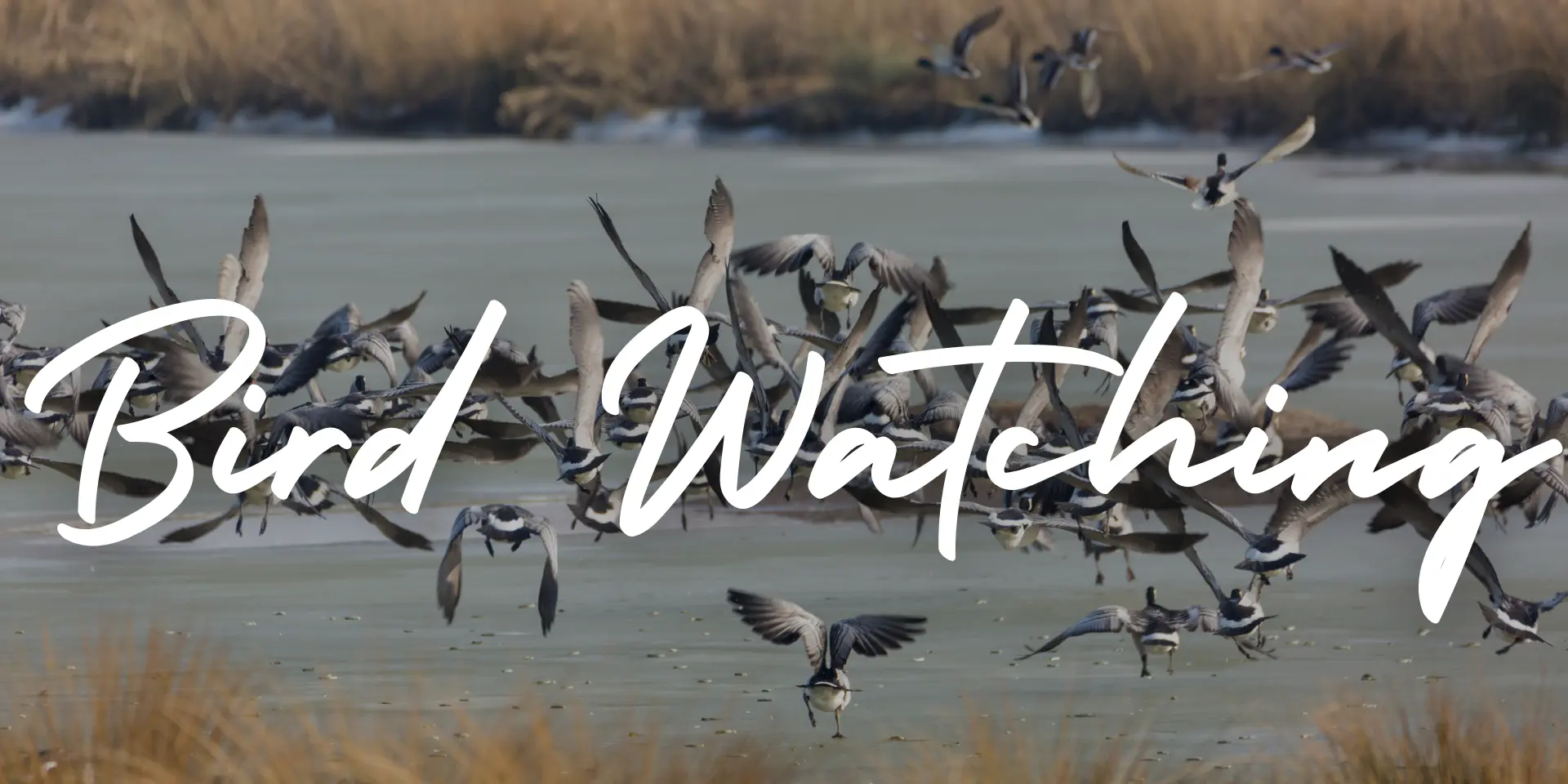 Bird Watching Wildfloc