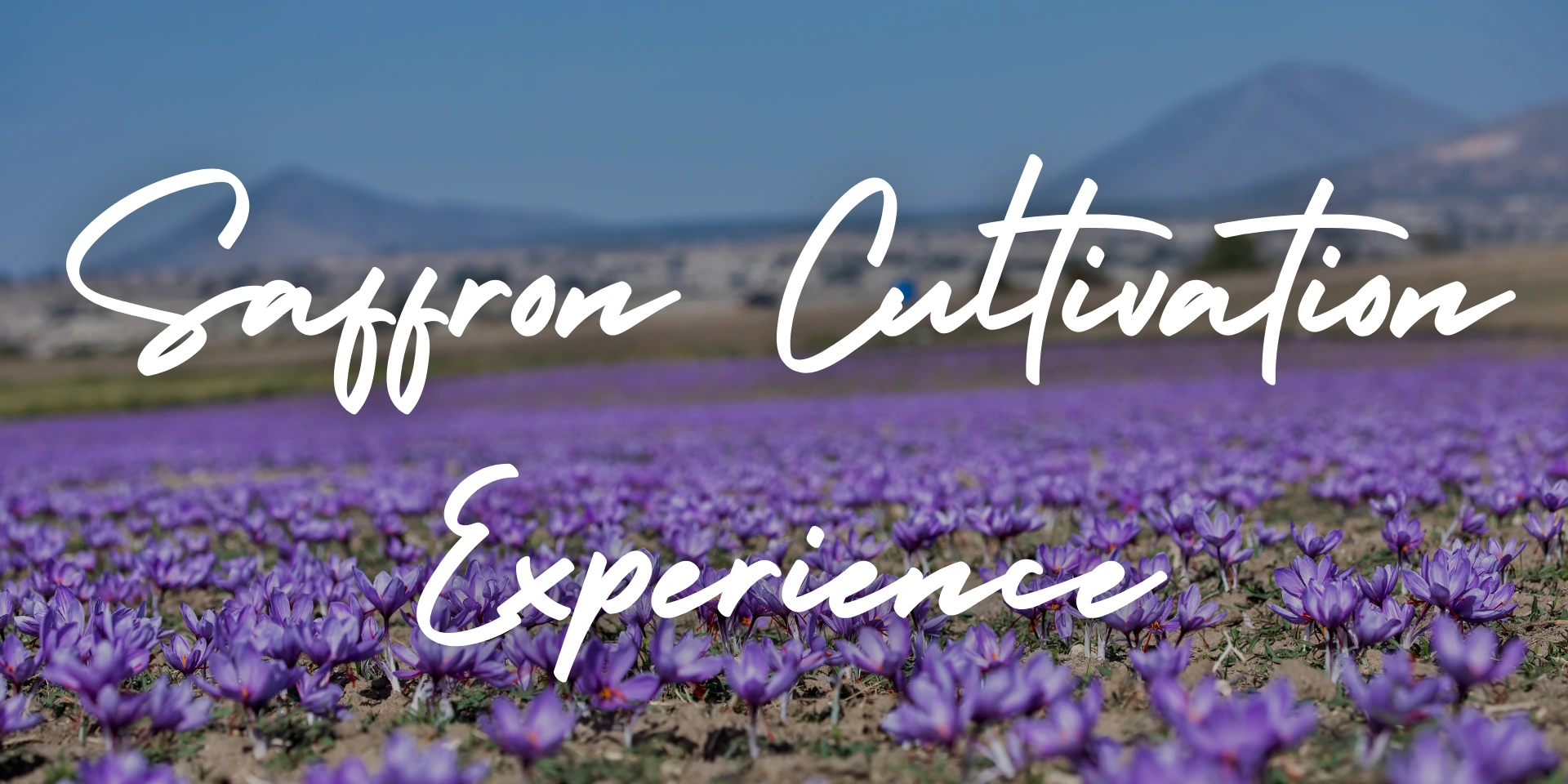 Things To Do in Kashmir Wildfloc