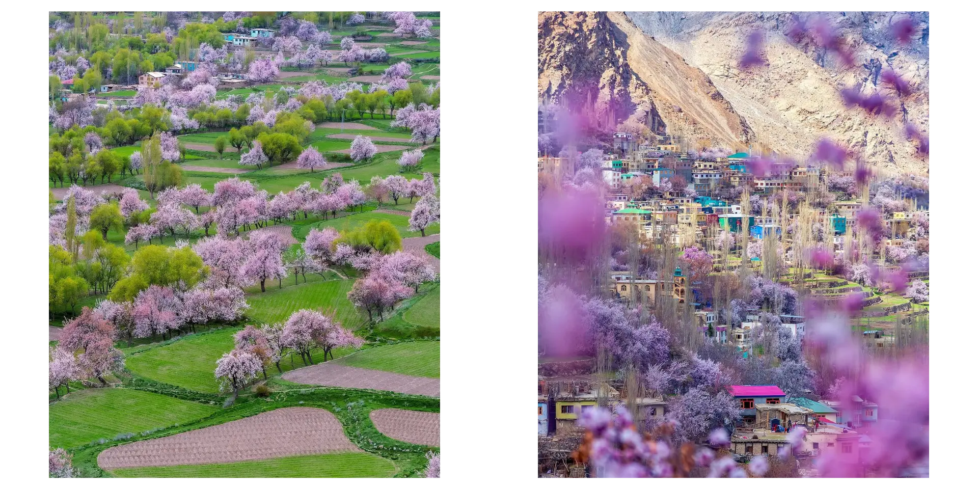 Apricot Blossom Ladakh
