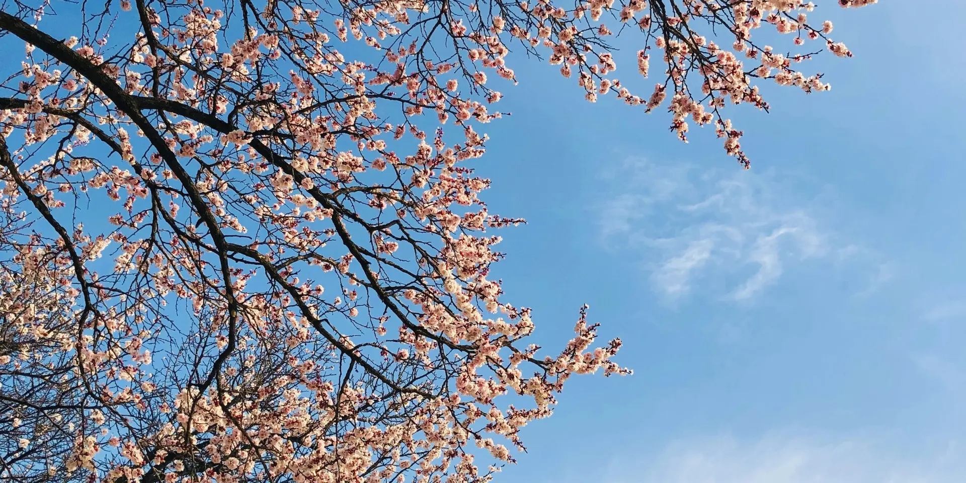 Apricot Blossom Ladakh
