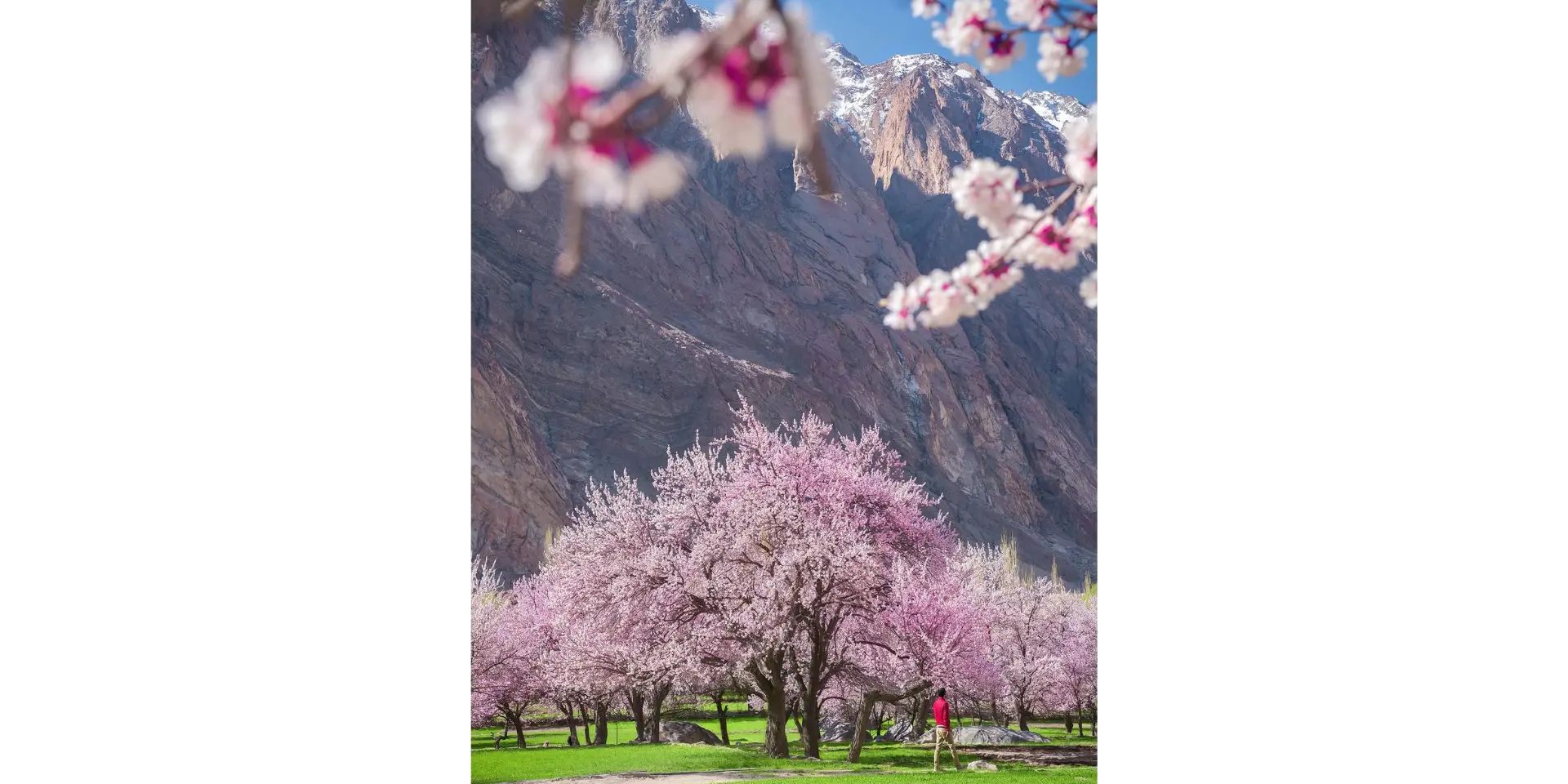 Apricot Blossom Leh