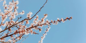 Apricot Blossom Ladakh