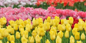 Tulip Garden Kashmir