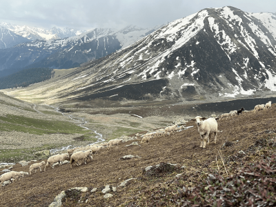 Wildfloc Women Offbeat Kashmir